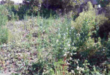 Amenzi de până la 20 mii de lei pentru cultivarea macului
