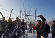 E perioada tăierii pomilor fructiferi