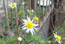 Florile înfloresc în plină iarnă
