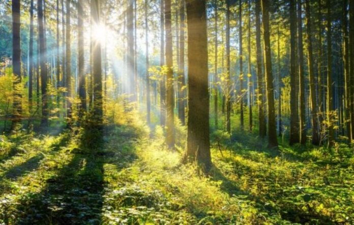 forest-image-696x392-1-900x571