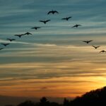 Tineți păsările închiese în proprile gospodării pe perioada migrării păsărilor sălbatice!