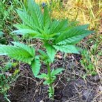 Plante de cânepă depistate de polițiști la Holoșnița și Soroca