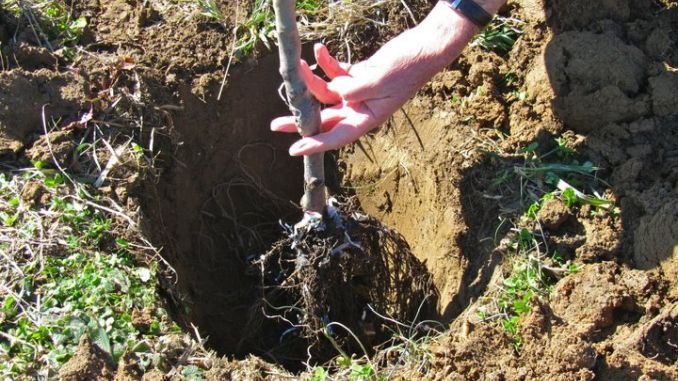 distanta-plantare-pomi-fructiferi-lege