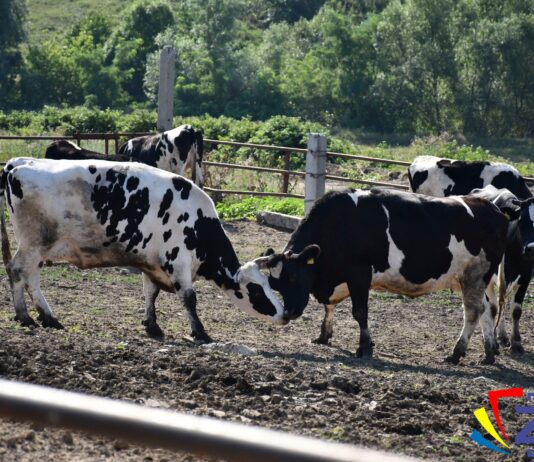 Perioada pentru depunerea cererilor pentru acordarea plăților directe în sectorul zootehnic este în plină desfășurare