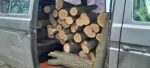 Arbori de salcâm și frasin tăiați ilegal dintr-o fâșie forestieră de protecție a câmpurilor agricole