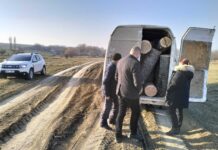 Transport ilegal de lemne depistat de inspectorii de mediu