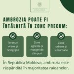 Ambrozia post (2)