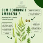Ambrozia post_0