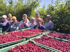 De pe ram pe raft. Vișinele de la “Alfa Nistru” cuceresc piața internă și externă