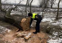 Defrișări ilegale, documentate de polițiștii din Florești