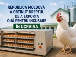 Republica Moldova a obținut dreptul de a exporta ouă pentru incubare în Ucraina
