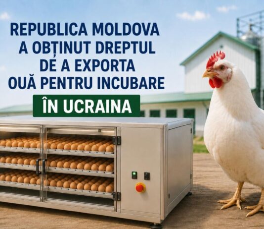 Republica Moldova a obținut dreptul de a exporta ouă pentru incubare în Ucraina