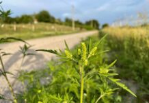 Începe sezonul ambroziei – un pericol pentru sănătatea oamenilor