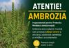 Inspectorii de mediu din Florești intensifică acțiunile de combatere a ambroziei