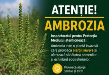 Inspectorii de mediu din Florești intensifică acțiunile de combatere a ambroziei