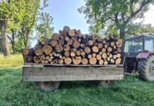 Tăieri ilegale depistate de inspectorii de mediu din Ocnița