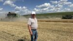 Aurul câmpurilor, adunat la Băhrinești. Secerișul este în plină desfășurare