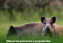 Măsuri de prevenire a prejudiciilor cauzate culturilor agricole de către mistreți