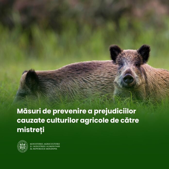 Mistreți-POST (1)