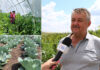 La „Virocagro” a început recoltarea legumelor