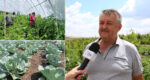 La „Virocagro” a început recoltarea legumelor