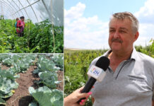 La „Virocagro” a început recoltarea legumelor