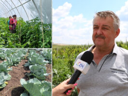 La „Virocagro” a început recoltarea legumelor