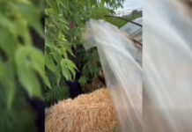 Cânepă cultivată într-o seră, descoperită de polițiști la Soroca