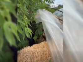 Cânepă cultivată într-o seră, descoperită de polițiști la Soroca