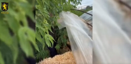 Cânepă cultivată într-o seră, descoperită de polițiști la Soroca