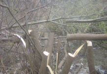 Tăieri ilegale de arbori la Florești