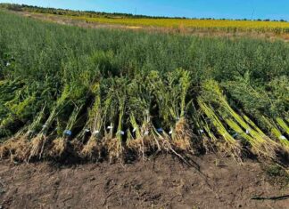 Peste 2 000 de plante asemănătoare cu cânepa, depistate de polițiștii din Florești