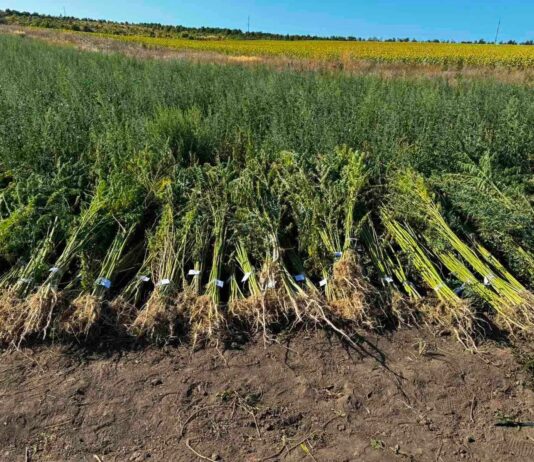 Peste 2 000 de plante asemănătoare cu cânepa, depistate de polițiștii din Florești