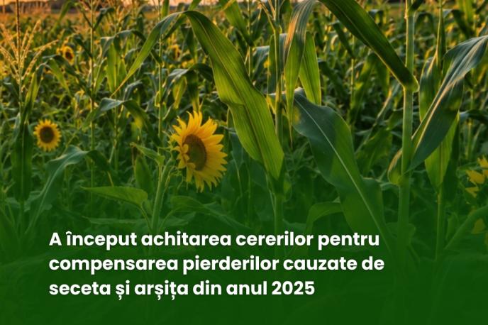 Compensarea pierderilor cauzate de secetă și arșiță puternică_0
