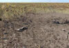 Două incidente la frontiera moldo-ucraineană după atacurile cu drone asupra Reni