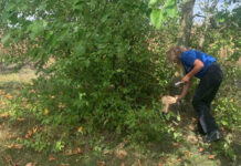 129 de arbori, tăiați ilegal într-o fâșie forestieră din raionul Drochia. Prejudiciul depășește 37 de mii de lei