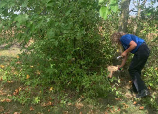 129 de arbori, tăiați ilegal într-o fâșie forestieră din raionul Drochia. Prejudiciul depășește 37 de mii de lei