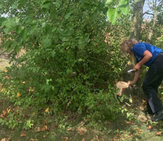 129 de arbori, tăiați ilegal într-o fâșie forestieră din raionul Drochia. Prejudiciul depășește 37 de mii de lei