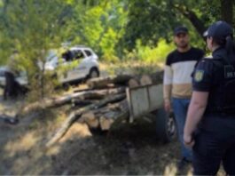 Tăiere ilegală de arbori, semnalată în zona de frontieră din nordul țării