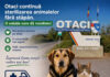 La Otaci continuă sterilizarea animalelor fără stăpân