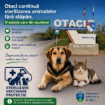 La Otaci continuă sterilizarea animalelor fără stăpân