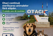 La Otaci continuă sterilizarea animalelor fără stăpân