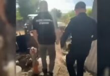 Afacere ilegală cu lemn, destructurată de polițiștii din Drochia