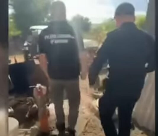 Afacere ilegală cu lemn, destructurată de polițiștii din Drochia