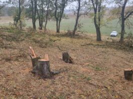 Tăieri ilegale de arbori și încălcări privind gestionarea deșeurilor, depistate de inspectorii de mediu din Dondușeni