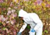 ANSA a demarat vaccinarea antirabică de toamnă a vulpilor din fauna sălbatică