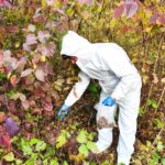 ANSA a demarat vaccinarea antirabică de toamnă a vulpilor din fauna sălbatică