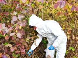 ANSA a demarat vaccinarea antirabică de toamnă a vulpilor din fauna sălbatică